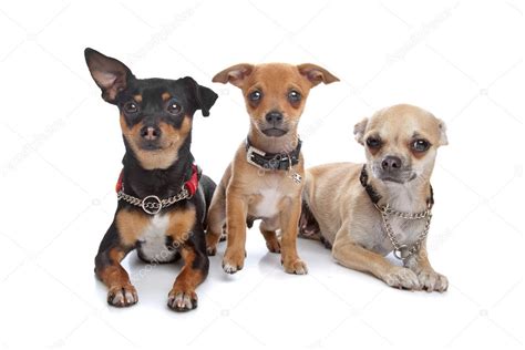 Three chihuahua dogs — Stock Photo © eriklam #6372524