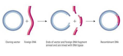 plasmid-construction-services