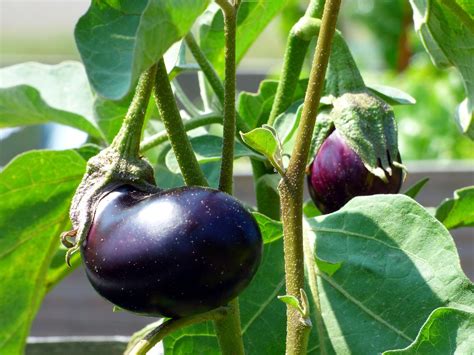 How do you get seeds from eggplant? - Gardening Channel