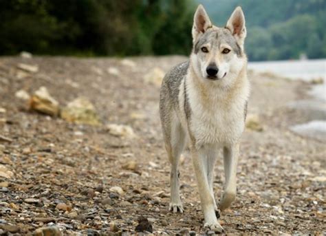 8 Differences Between Dogs and Wolves | PetMD