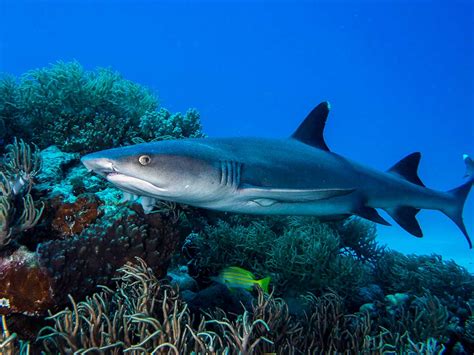 Dive Cocos Keeling Islands – Indian Ocean Experiences