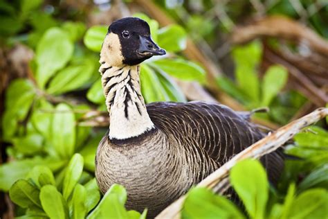 Hawaii’s State Bird No Longer Endangered | Hawaii Magazine | Hawaii ...