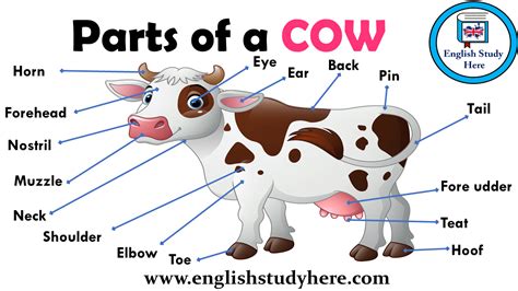 Parts of a COW Vocabulary - English Study Here