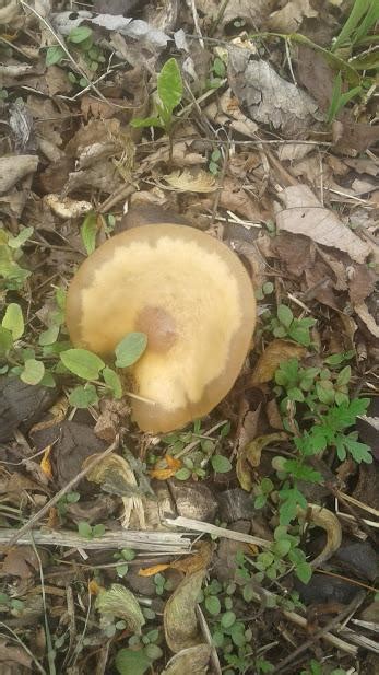 Could this be psilocybe caerulipes? it has a bare stripe and found near ...