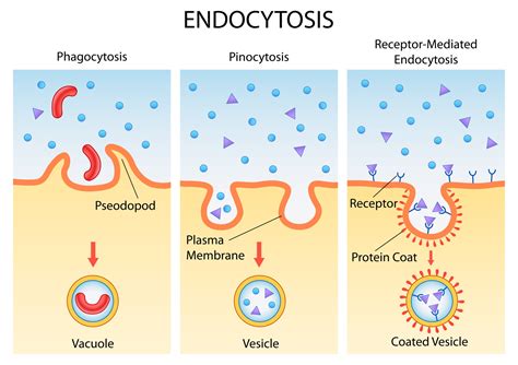 Endocitosis