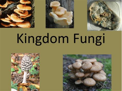 Kingdom Fungi Characteristics, Example, and Diagram