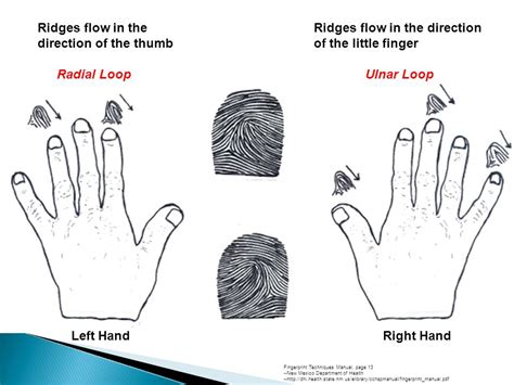 Ulnar Loop Vs Radial Loop Fingerprint