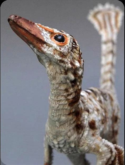 Feathered dinosaur Troodon, a relatively small, bird-like dinosaur from ...