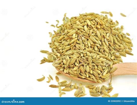 Dried fennel seeds stock photo. Image of vulgare, flavor - 25902092