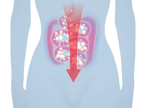 How Intestines Maximize Nutrient Absorption