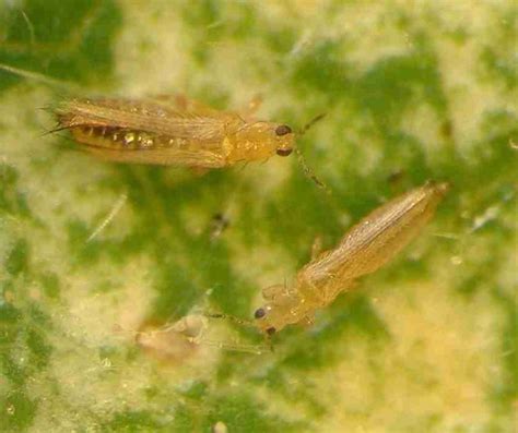 Thrips - Australian Apple and Pear IPDM | Australian Apple and Pear IPDM