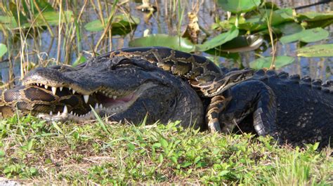 Invasive Pythons Put Squeeze On Everglades' Animals : NPR