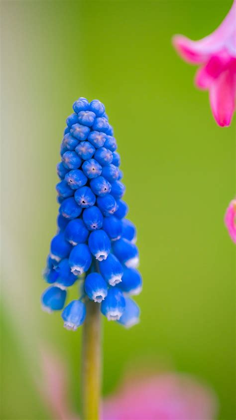 Grape hyacinth in close up photography - Snappefy - Free Stock Photography