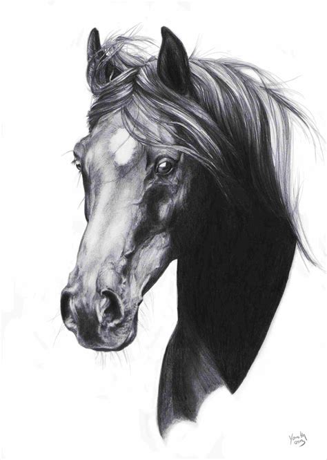 Realistic Horse Head Drawing at PaintingValley.com | Explore collection of Realistic Horse Head ...