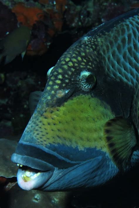 Photos: Meet the Ocean Animals with the Wildest Teeth | Oceana USA