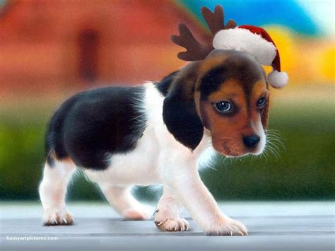 Puppy Christmas Wallpapers - Wallpaper Cave