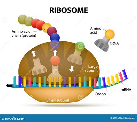 Protein Synthesis Diagram Labeled