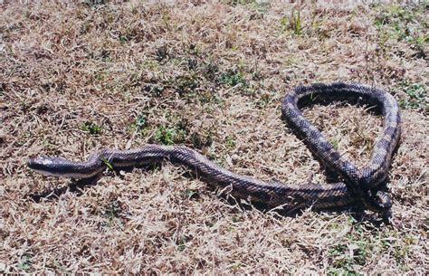 Richard Butler's Oklahoma Herpetology