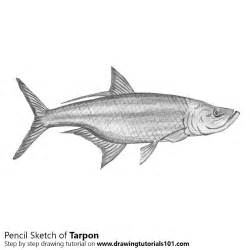 Tarpon Pencil Drawing - How to Sketch Tarpon using Pencils : DrawingTutorials101.com