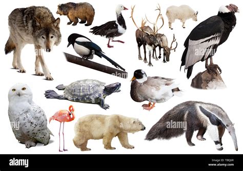 Set of various north american wild animals including birds and mammals isolated on white Stock ...