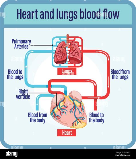 Diagram showing blood flow of human heart illustration Stock Vector Image & Art - Alamy