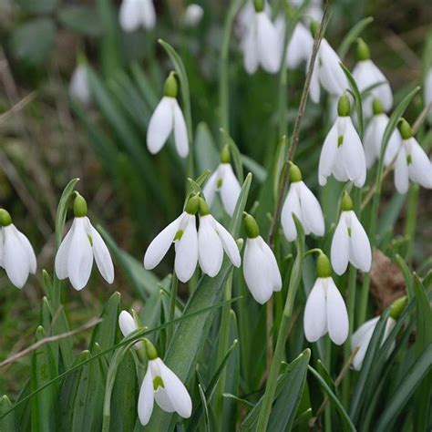 The beautiful snowdrop are everywhere. | Plant design, Hardscape, Hand ...