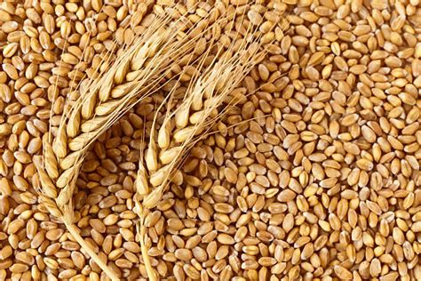 Wheat Kernel Stock Photos, Pictures & Royalty-Free Images - iStock