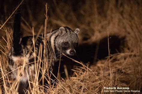 African Civet | Sabi Sabi Private Game Reserve Blog