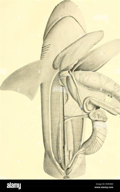 The elasmobranch fishes (1934) The elasmobranch fishes ...