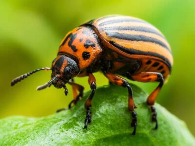 Organic Colorado Potato Beetle Control – Mother Earth News