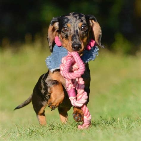 Dachshund Border Collie Mix: The Adorable Dollie