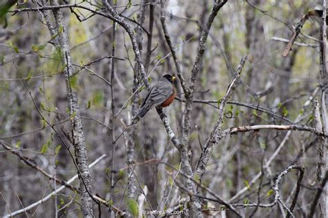 8 Best Places for Wildlife Viewing in Alaska - Travel Realist