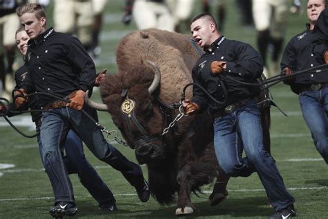 University of Colorado retires live buffalo mascot Ralphie V - Sentinel ...