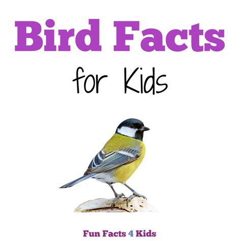 All About Birds Facts for Kids – Fun Facts 4 Kids