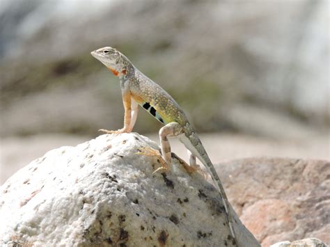 10 Interesting Facts About The Charming Little Zebra-Tailed Lizard