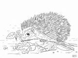 Porcupines Coloring Pages  ColoringBay sketch template