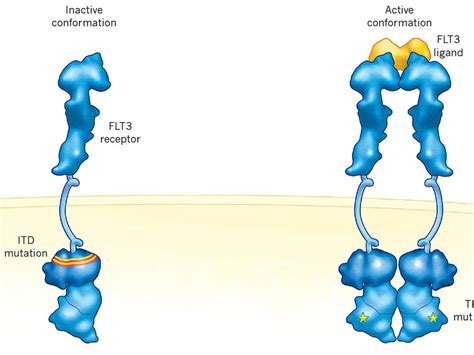 FDA Approves Vanflyta for FLT3-Mutated AML - NCI