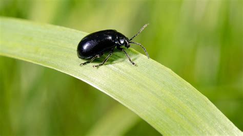 How to Control Lawn Insects - Howcast