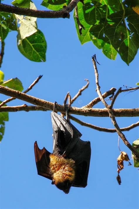 Fruit bat hanging in tree stock photo. Image of branch - 7647070