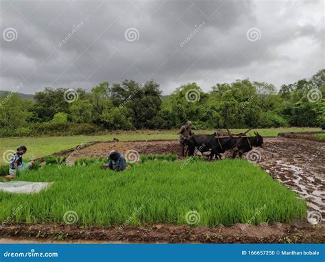 Indian Farmers and Animals Good Editorial Image - Image of farmers, rs200: 166657250