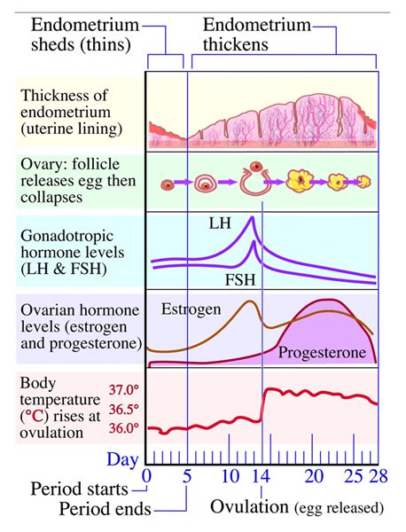 Menstrual Cycle Phases | MyMonthlyCycles