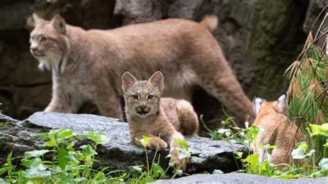 Canada lynx cubs debut at Queens Zoo | FOX 5 New York