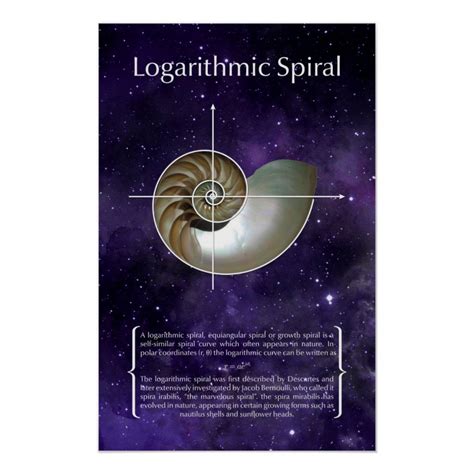 Logarithmic Spiral Poster | Zazzle.com in 2021 | Logarithmic spiral ...