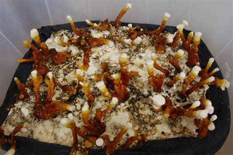 Reishi Monotub With Pasteurized Sawdust (Harvest Nov. 27) - Gourmet and Medicinal Mushrooms ...