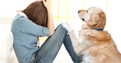 Emotional Support Animals for Anxiety and Depression | Blog | PetCloud