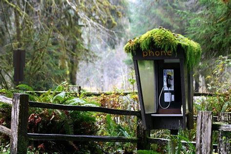 Hoh Rainforest Cabins | RAINFOREST ANIMAL