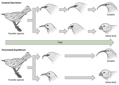 Rates of Speciation | Biology for Majors II