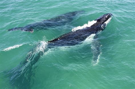 How Large Is A Baby Humpback Whale?