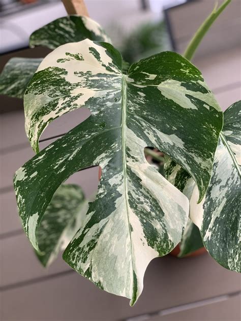 Variegated Monstera Deliciosa Care Guide - Aroid Wiki