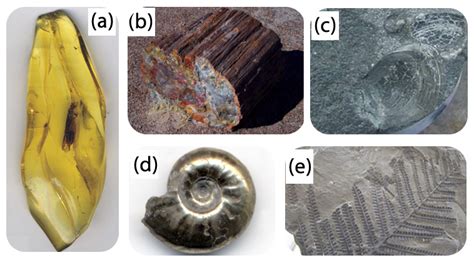 Types of Fossilization ( Read ) | Earth Science | CK-12 Foundation